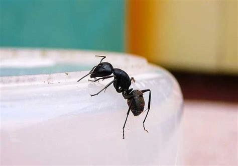 燒香的長短 家裡螞蟻很多怎麼辦